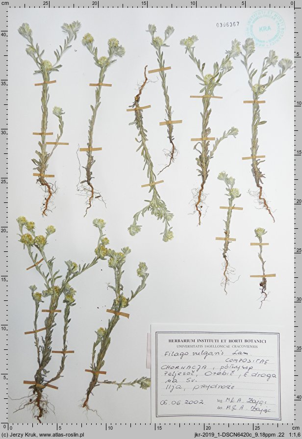 Filago vulgaris (nicennica niemiecka)