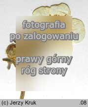 Ranunculus strigulosus (jaskier rdzawy)