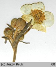 Ranunculus strigulosus (jaskier rdzawy)