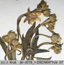 Ranunculus strigulosus (jaskier rdzawy)