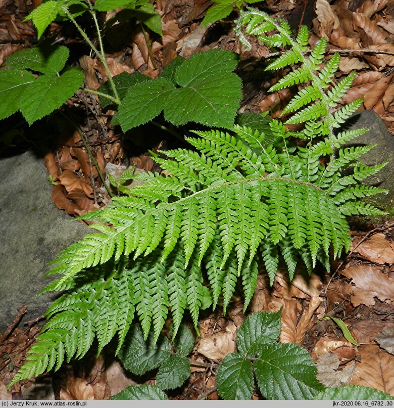 Polystichum setiferum (paprotnik szczecinkozębny)