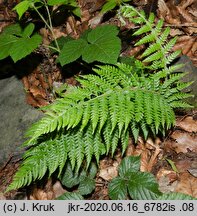 Polystichum setiferum (paprotnik szczecinkozębny)