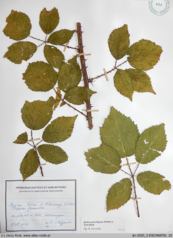 Rubus pericrispatus (jeżyna kędzierzawa)