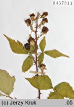 Rubus pericrispatus (jeżyna kędzierzawa)