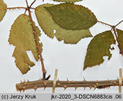 Rubus pericrispatus (jeżyna kędzierzawa)