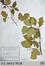 Rubus perrobustus (jeżyna mocna)