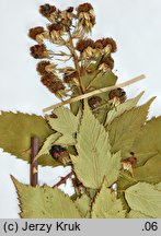 Rubus perrobustus (jeżyna mocna)