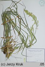 Bromus willdenowii (stokłosa obiedkowata)