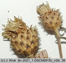 Centaurea micranthos (chaber drobnokoszyczkowy)