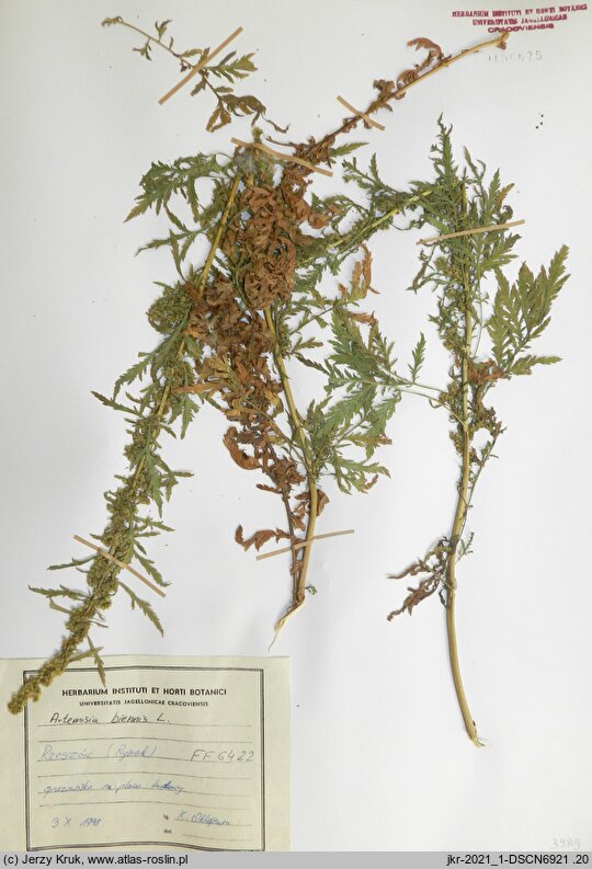 Artemisia biennis (bylica dwuletnia)