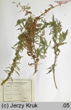 Artemisia biennis (bylica dwuletnia)