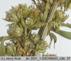 Artemisia biennis (bylica dwuletnia)