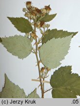 Rubus crispomarginatus (jeżyna kędzierzawolistna)