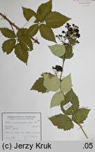 Rubus crispomarginatus (jeżyna kędzierzawolistna)