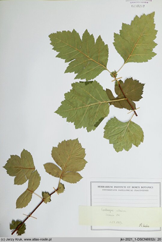 Crataegus altaica (głóg ałtajski)