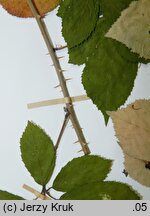 Rubus bifrons (jeżyna dwubarwna)