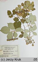 Rubus bifrons (jeżyna dwubarwna)