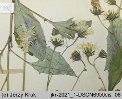 Hieracium caesium (jastrzębiec modry)