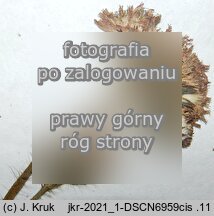 Pilosella fuscoatrata (kosmaczek brunatny)
