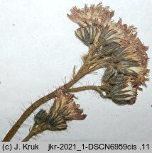 Pilosella fuscoatrata (kosmaczek brunatny)