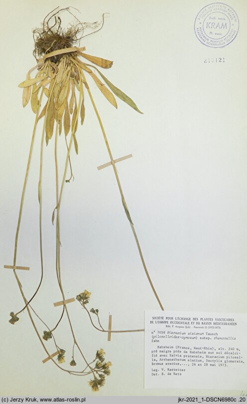 Hieracium zizianum (jastrzębiec Zizy)