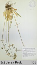 Hieracium zizianum (jastrzębiec Zizy)