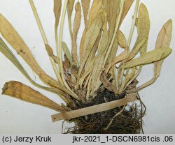 Hieracium zizianum (jastrzębiec Zizy)