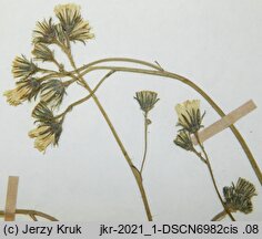 Hieracium zizianum (jastrzębiec Zizy)