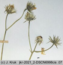 Hieracium wiesbaurianum (jastrzębiec Wiesbaura)