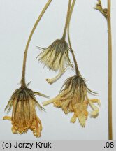 Hieracium wiesbaurianum (jastrzębiec Wiesbaura)