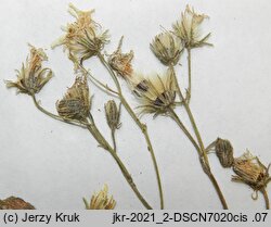 Hieracium umbrosum (jastrzębiec cienisty)