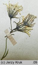 Hieracium tephrosoma (jastrzębiec popielaty)