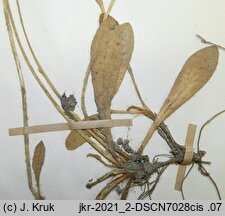 Hieracium stoloniflorum (jastrzębiec rudy)