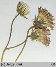 Hieracium stoloniflorum (jastrzębiec rudy)