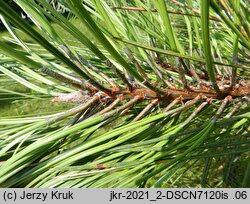 Pinus ponderosa (sosna żółta)