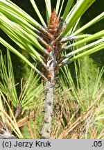 Pinus jeffreyi (sosna Jeffreya)