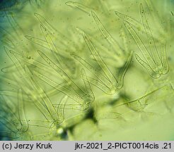 Utricularia minor (pływacz drobny)