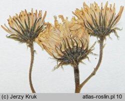 Hieracium schmidtii (jastrzębiec blady)