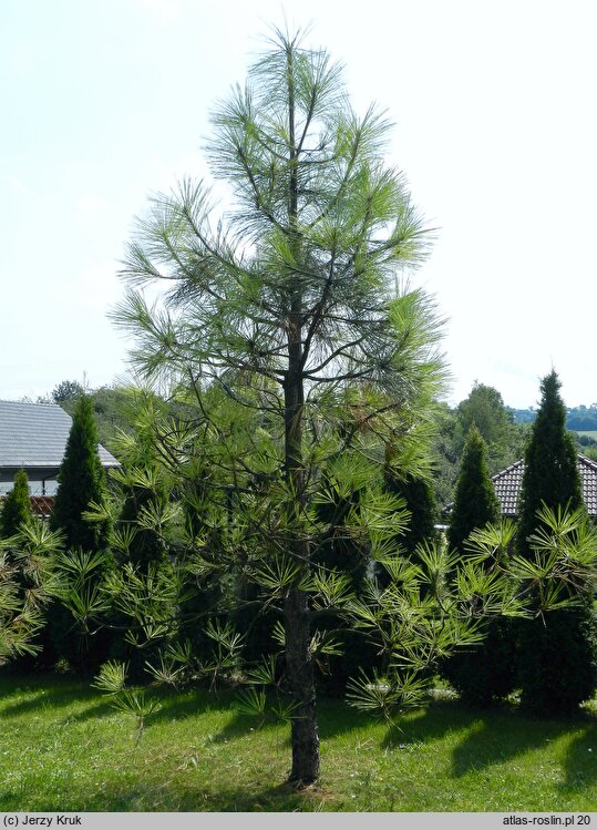 Pinus jeffreyi (sosna Jeffreya)