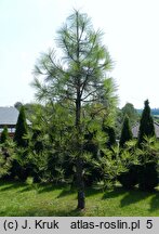 Pinus jeffreyi (sosna Jeffreya)