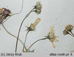 Hieracium maculatum (jastrzębiec plamisty)