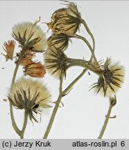 Hieracium nigritum (jastrzębiec ściemniały)