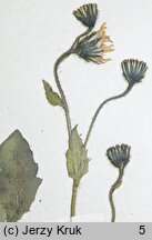 Hieracium pulmonarioides (jastrzębiec sudecki)