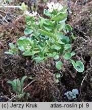 Cochlearia polonica (warzucha polska)