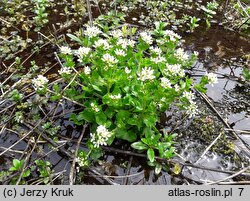 Cochlearia polonica (warzucha polska)