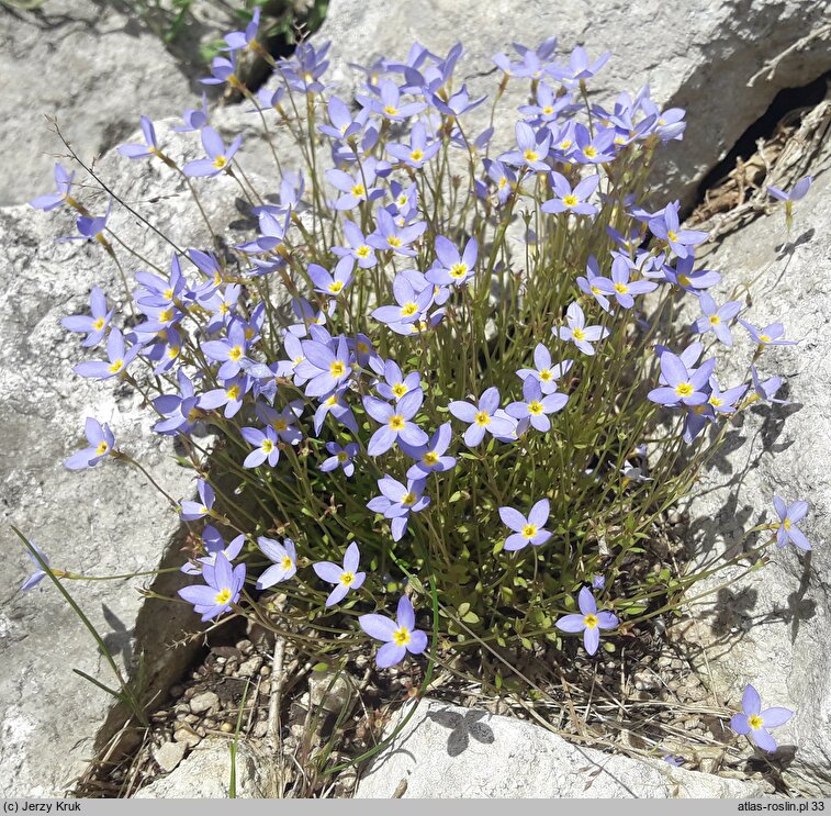 Houstonia caerulea (houstonia błękitna)