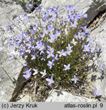 Houstonia caerulea (houstonia błękitna)