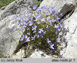 Houstonia caerulea (houstonia błękitna)