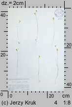 Linaria spartea (linaria miotlasta)