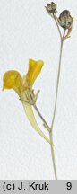 Linaria spartea (linaria miotlasta)